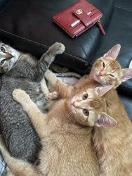 Lost Male Cat last seen En mi casa, Grand Prairie, TX 75051