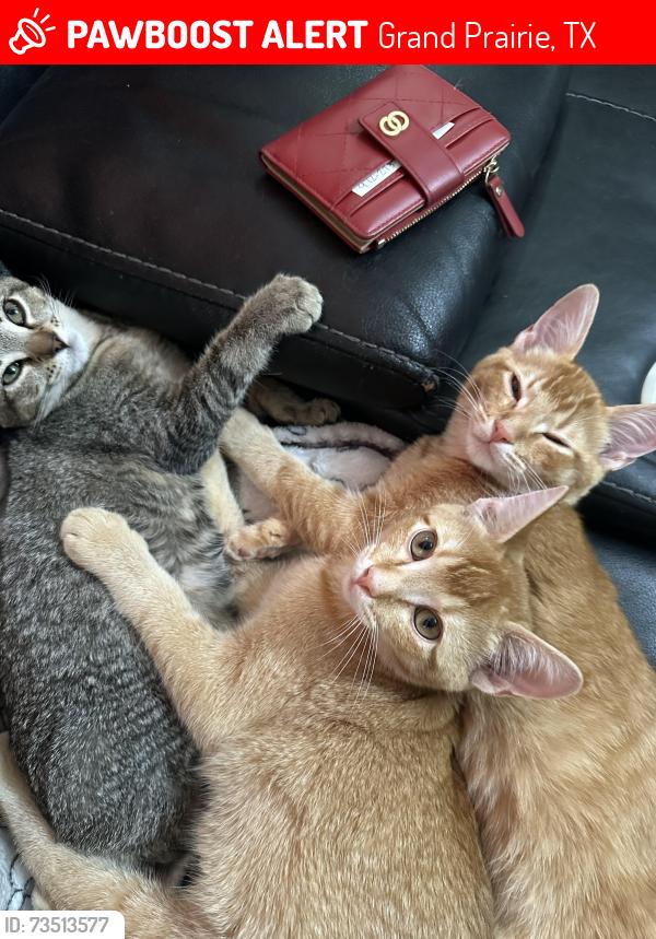 Lost Male Cat last seen En mi casa, Grand Prairie, TX 75051