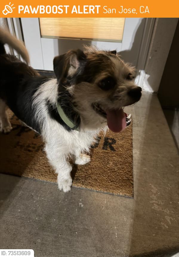 Found/Stray Male Dog last seen Hull & Delmas, San Jose, CA 95125
