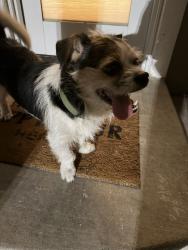 Found/Stray Male Dog last seen Hull & Delmas, San Jose, CA 95125