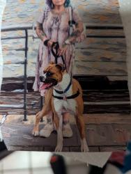 Reunited Male Dog last seen Copper and Wyoming, Albuquerque, NM 87123