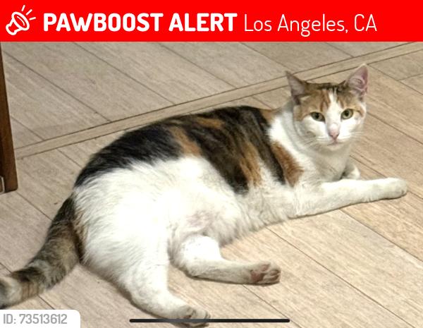 Lost Female Cat last seen Minerva ave and Herbert st, Los Angeles, CA 90066