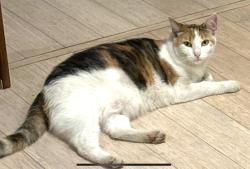 Lost Female Cat last seen Minerva ave and Herbert st, Los Angeles, CA 90066