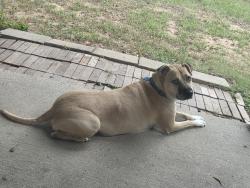 Reunited Male Dog last seen Near 249 and Pinehurst Dollar Tree, Pinehurst, TX 77362