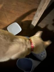 Found/Stray Unknown Cat last seen Near Emerson Pl, Montclair, NJ 07043