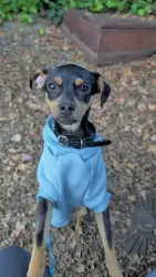 Lost Male Dog last seen E 15th st and 3rd ave, Oakland, CA 94606