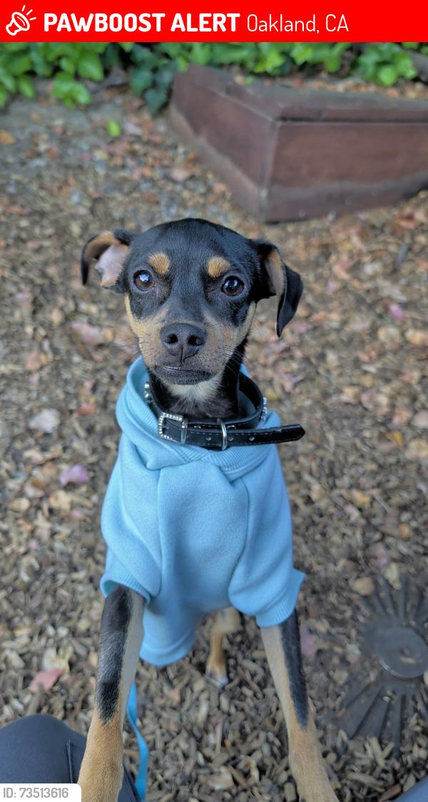 Lost Male Dog last seen E 15th st and 3rd ave, Oakland, CA 94606