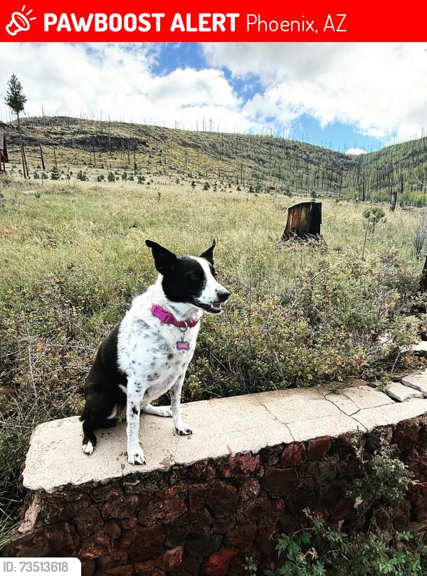 Lost Female Dog last seen Lowe’s Nortera shopping center Happy Valley, Phoenix, AZ 85085