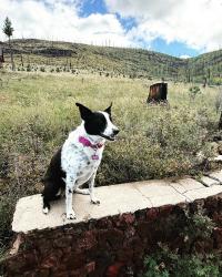 Lost Female Dog last seen Lowe’s Nortera shopping center Happy Valley, Phoenix, AZ 85085