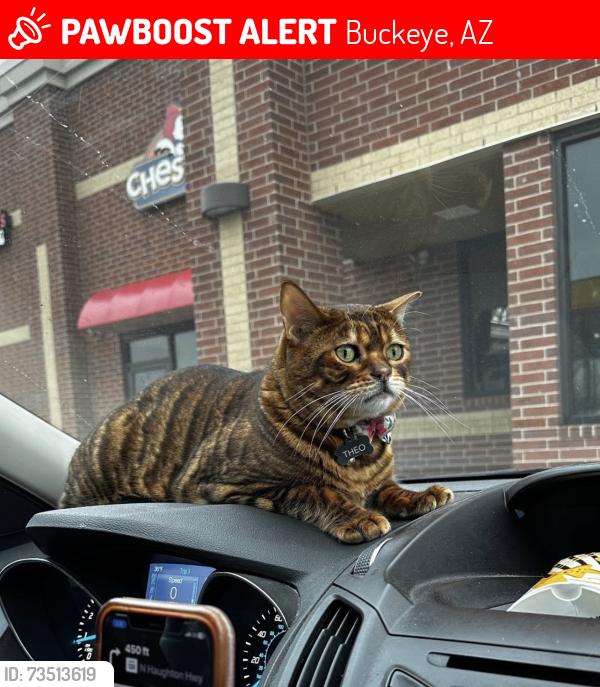 Lost Male Cat last seen Buckeye Municipal Airport, Buckeye, AZ 85236