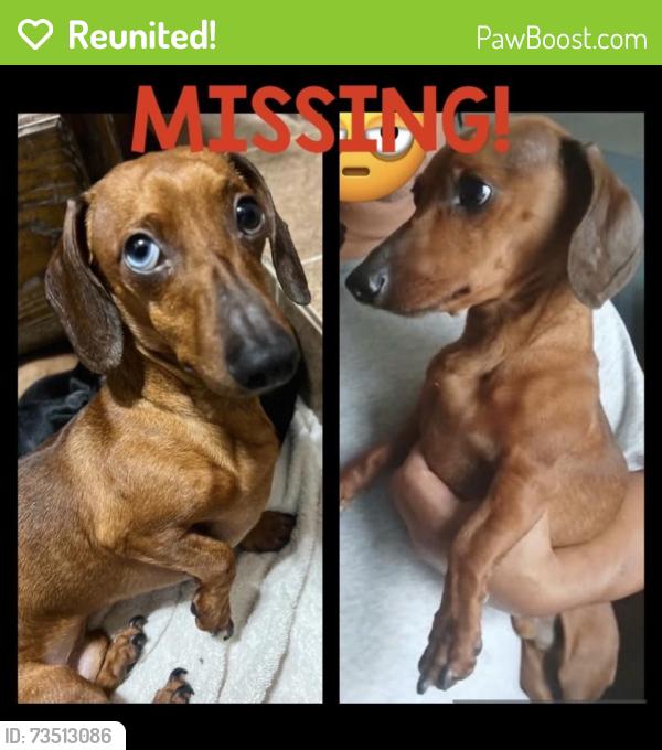 Reunited Male Dog last seen South Colorado avenue, Mercedes, TX 78570