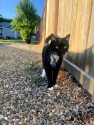 Reunited Male Cat last seen Near Johnson St, Enumclaw, WA 98022, USA, Enumclaw, WA 98022