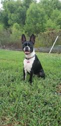 Lost Female Dog last seen Back yard of my home via security camera, Huntington, WV 25705