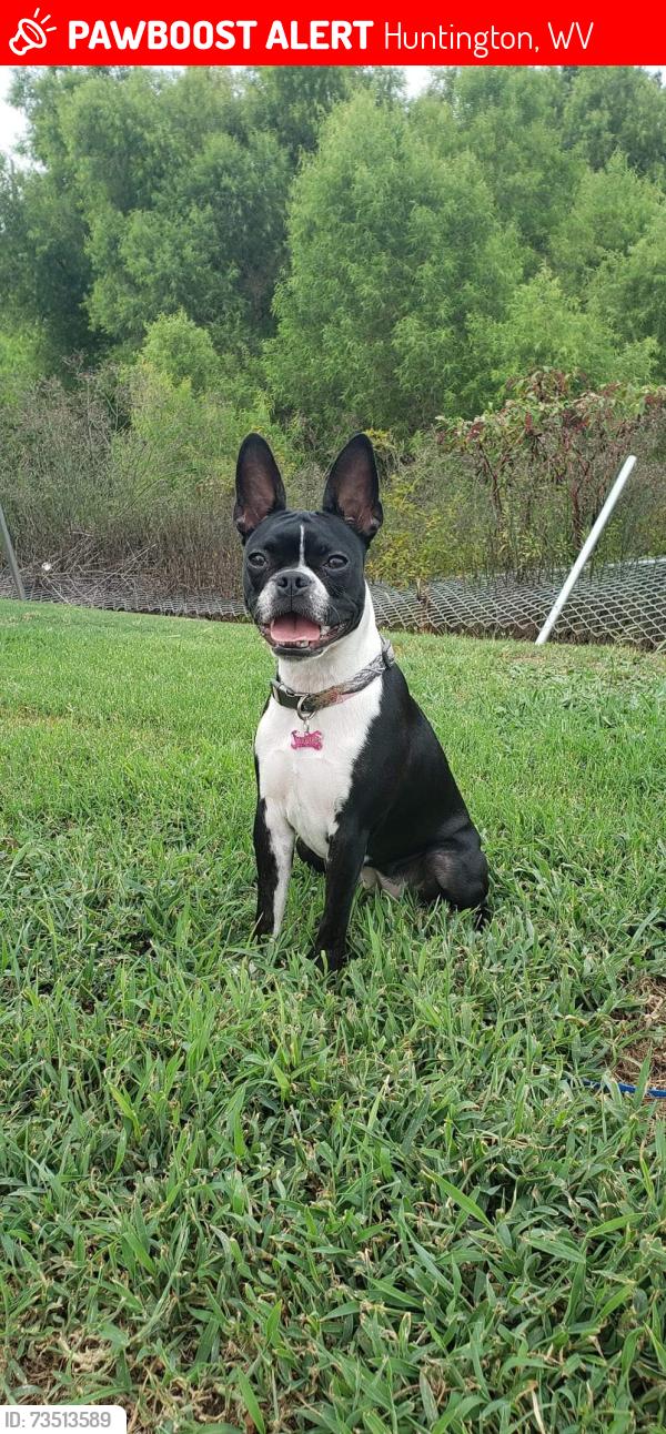 Lost Female Dog last seen Back yard of my home via security camera, Huntington, WV 25705