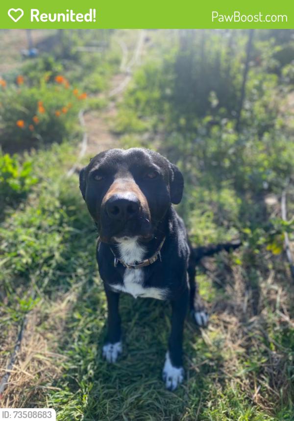 Reunited Male Dog last seen Angier Rd, Kennebec Rd, Angier, NC 27501