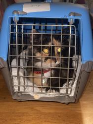 Reunited Female Cat last seen SE 30th and Belmont, Portland, OR 97214