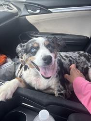 Lost Male Dog last seen Lusk loop, Dunlap, TN 37327