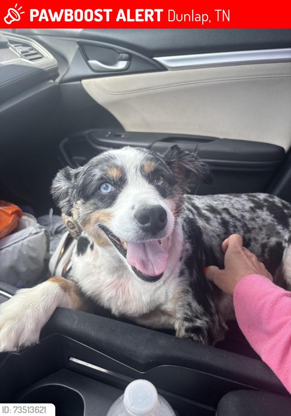 Lost Male Dog last seen Lusk loop, Dunlap, TN 37327