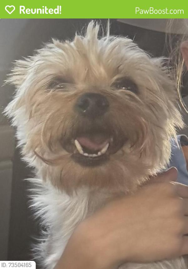 Reunited Female Dog last seen grand Teton and El Capitan near silver crossing neighborhoods, North Las Vegas, NV 89131