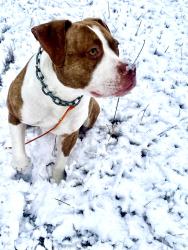 Lost Male Dog last seen Near Knight Rd. macon ga 31216, Macon, GA 31220