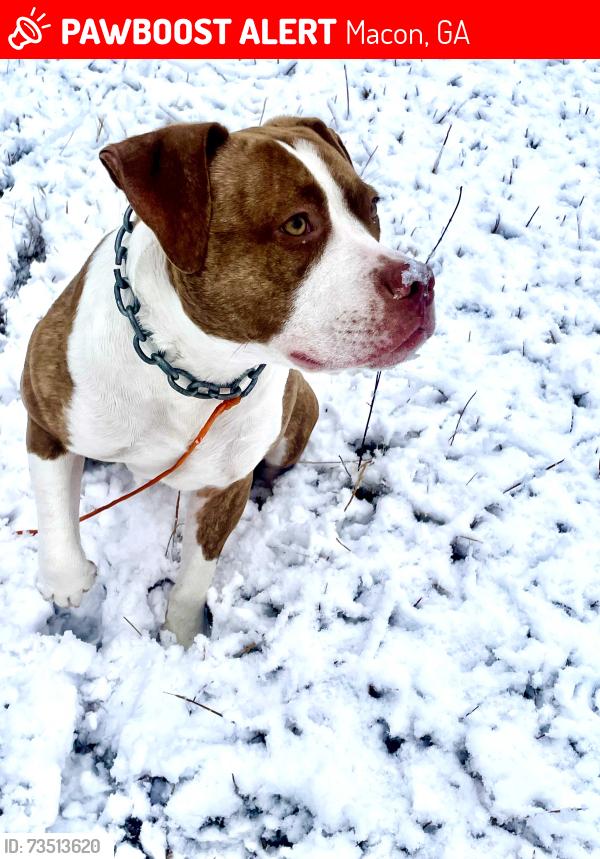 Lost Male Dog last seen Near Knight Rd. macon ga 31216, Macon, GA 31220