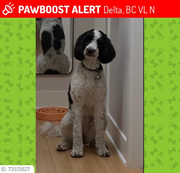 Lost Female Dog last seen Boundary bay dyke trail, Delta, BC V4L 1N5