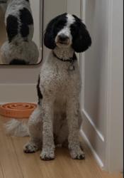Lost Female Dog last seen Boundary bay dyke trail, Delta, BC V4L 1N5