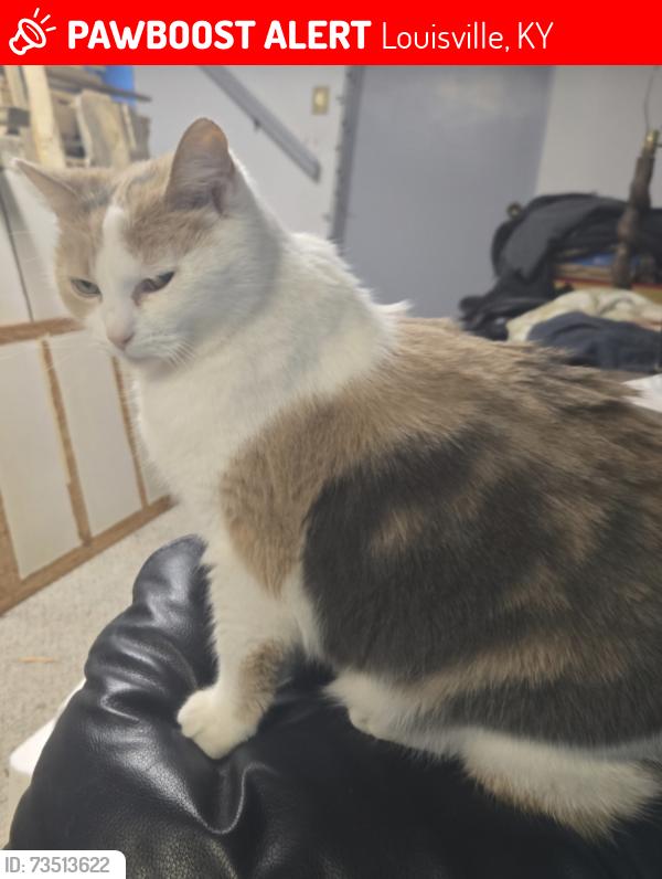 Lost Female Cat last seen Hurstebourne and Bardstown road intersection, Louisville, KY 40291