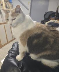 Lost Female Cat last seen Hurstebourne and Bardstown road intersection, Louisville, KY 40291