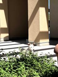 Found/Stray Unknown Dog last seen Golf links and Kolb, Tucson, AZ 85730