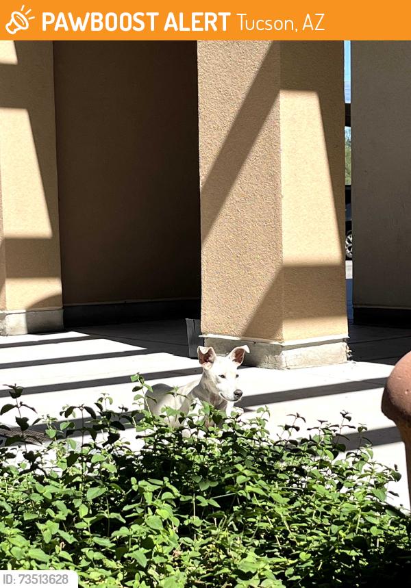 Found/Stray Unknown Dog last seen Golf links and Kolb, Tucson, AZ 85730