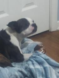 Reunited Male Dog last seen S 3rd st, Copperas Cove, TX 76522