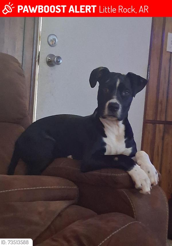 Lost Male Dog last seen Cliffwood rd, Little Rock, AR 72206