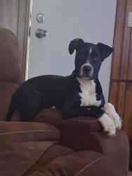 Lost Male Dog last seen Cliffwood rd, Little Rock, AR 72206