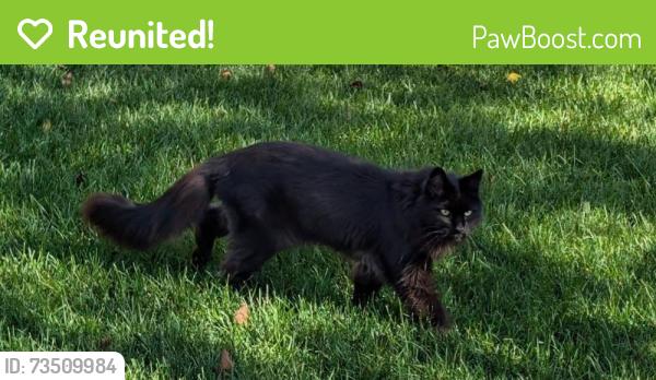Reunited Male Cat last seen Cambridge Glen and Cambrille Crescent roads, Strathmore, AB T1P 1N3