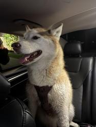 Reunited Female Dog last seen Saybrook and boardwalk, Huntington Beach, CA 92649