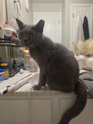 Found/Stray Female Cat last seen Near Maple Sunset apmts in inskip, Knoxville, TN 37912