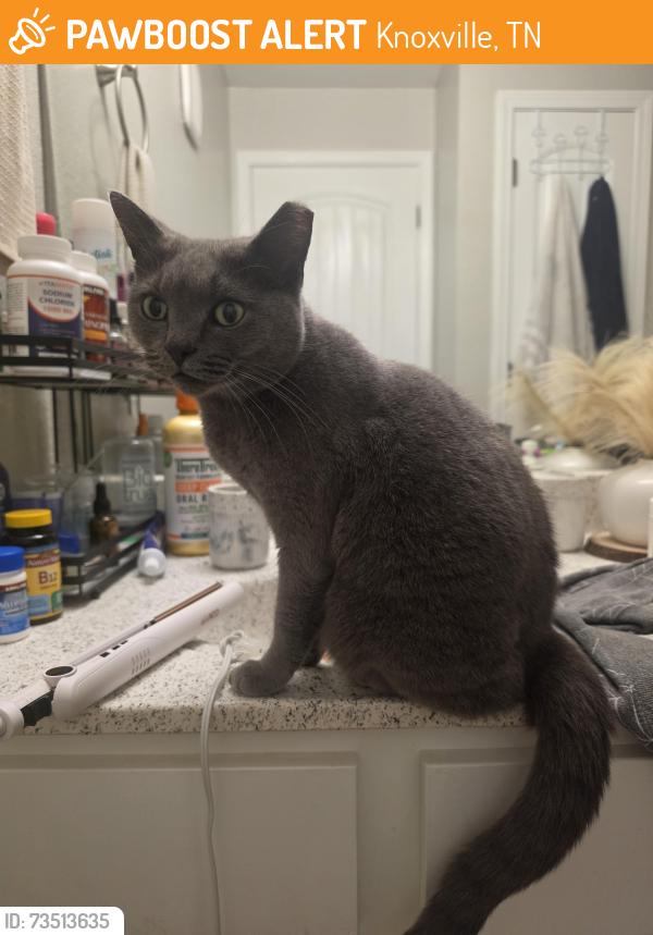Found/Stray Female Cat last seen Near Maple Sunset apmts in inskip, Knoxville, TN 37912