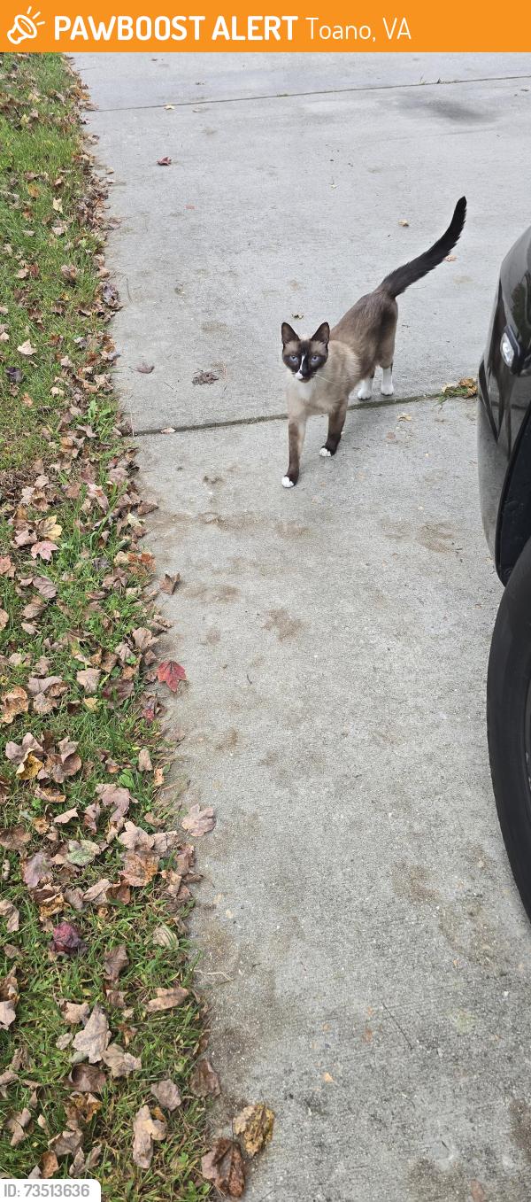 Found/Stray Unknown Cat last seen Snuggles Court, Toano, VA 23168