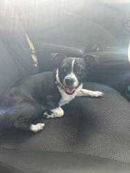 Lost Male Dog last seen Old Mill Road, Chesnee, Sc, Usa, Spartanburg County, SC 28722