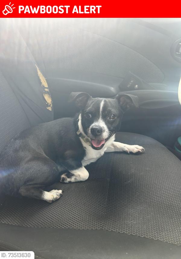 Lost Male Dog last seen Old Mill Road, Chesnee, Sc, Usa, Spartanburg County, SC 28722