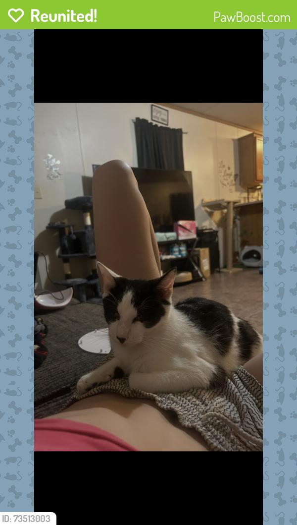 Reunited Male Cat last seen Langley, Pensacola, FL 32504
