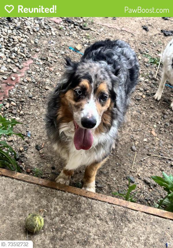 Reunited Male Dog last seen Dotseo & Carlisle, Loveland, CO 80537