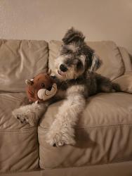 Reunited Male Dog last seen Windmill water refill, Irving, TX 75062