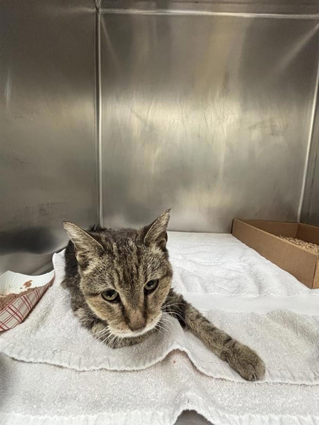 Shelter Stray Female Cat last seen Near Bush Coat Lane, AUSTIN, TX, 78754, 7201 Levander Loop bldg a, Austin, TX 78702, USA