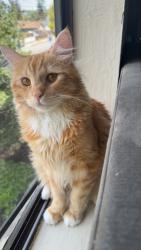 Reunited Male Cat last seen Lund ave, Hayward, CA 94544