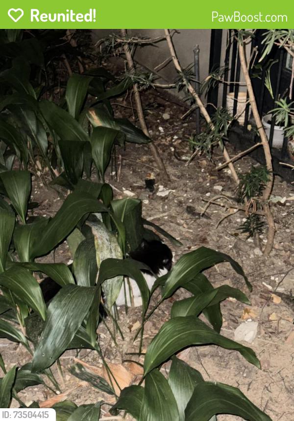 Reunited Unknown Cat last seen In the courtyard of the Jackson Hill apmts, Houston, TX 77007