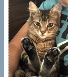 Reunited Female Cat last seen La Venture, Mount Vernon, WA 98273