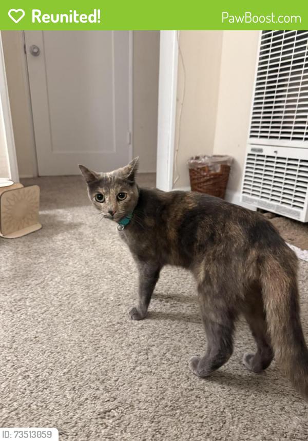 Reunited Female Cat last seen Cowley Way and Dakota Dr,. San Diego 92117, San Diego, CA 92117