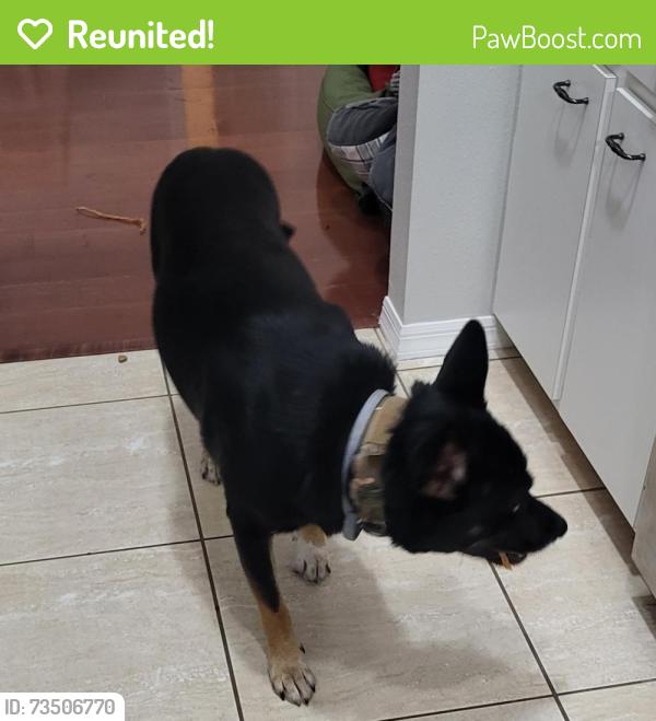 Reunited Male Dog last seen Welsh Road & Appaloosa Circle, Sarasota, FL 34240